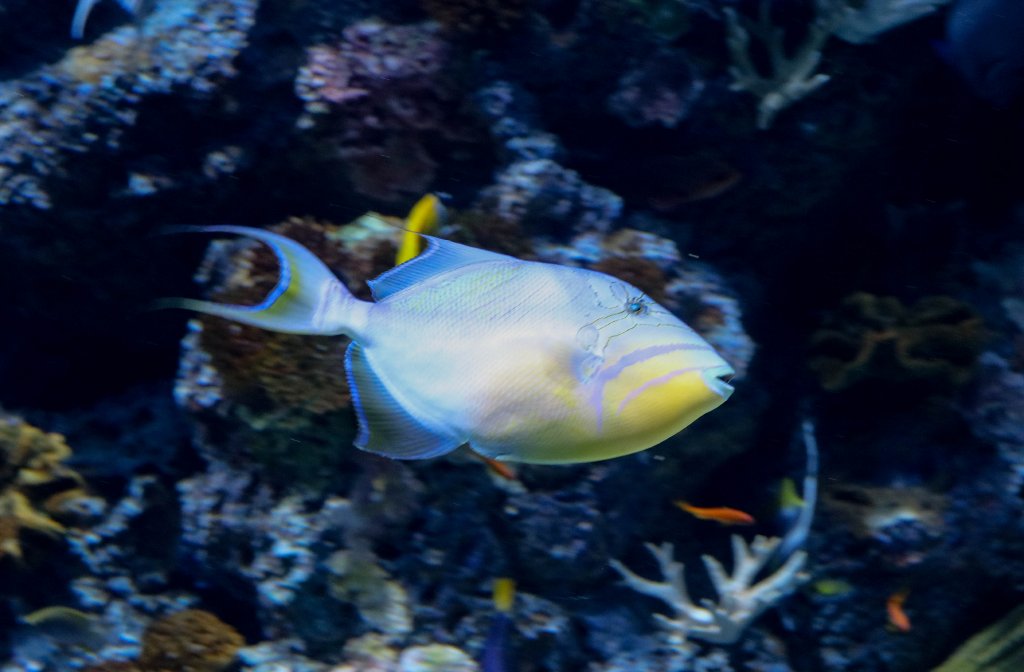 Queen Triggerfish