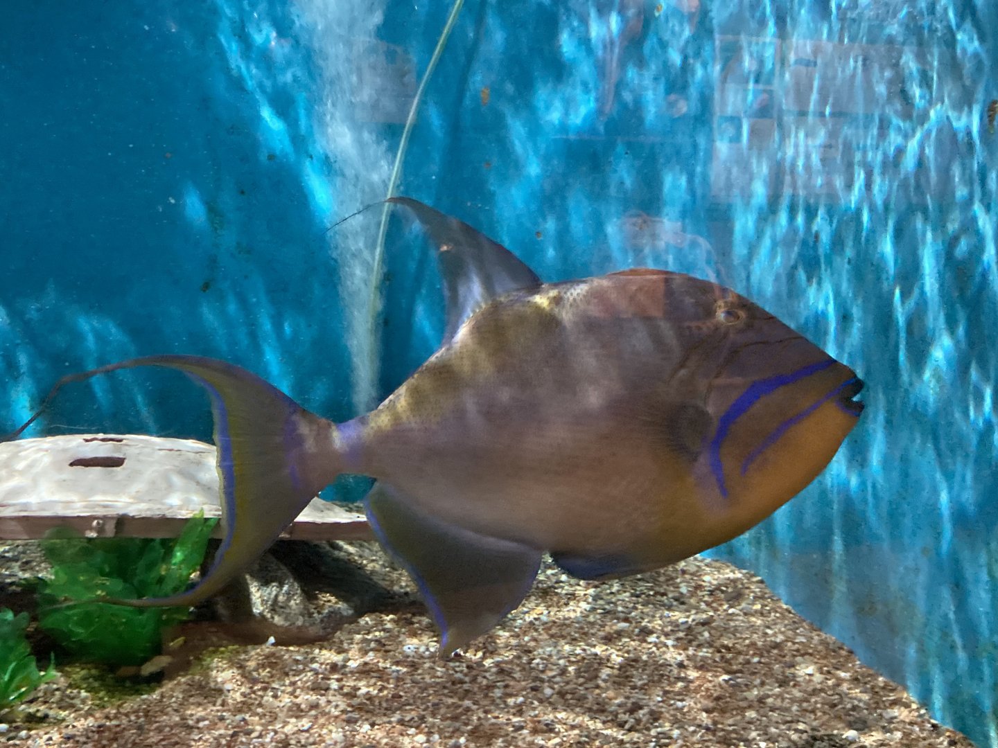 Queen Triggerfish