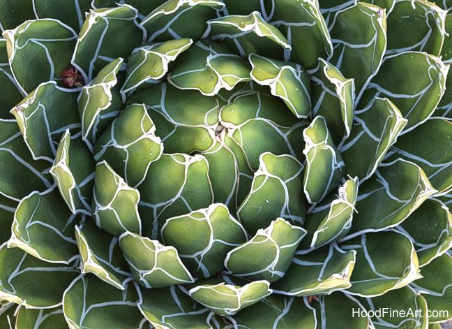 queen victoria agave