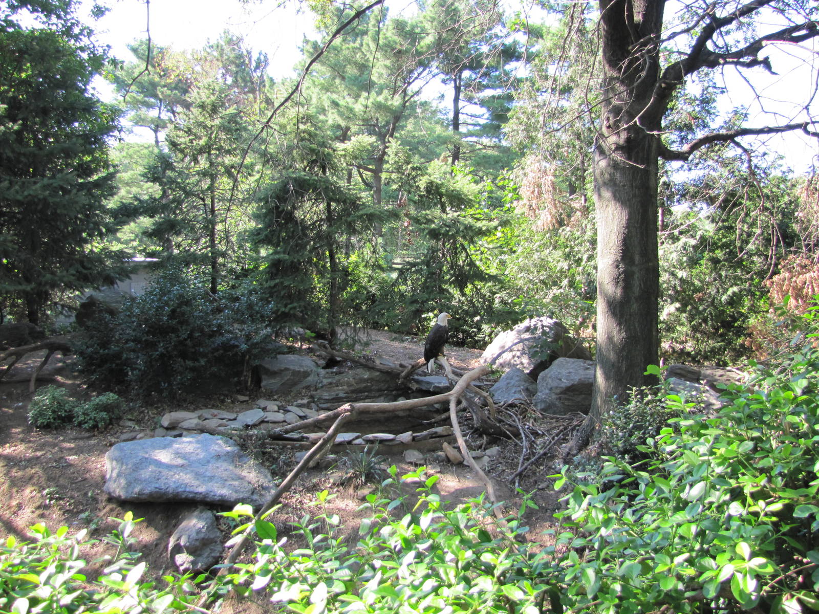 Queens Zoo 2010 - Bald Eagle exhibit