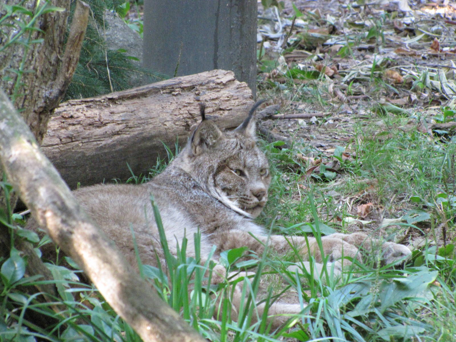 Queens Zoo 2010 - Canadian Lynx