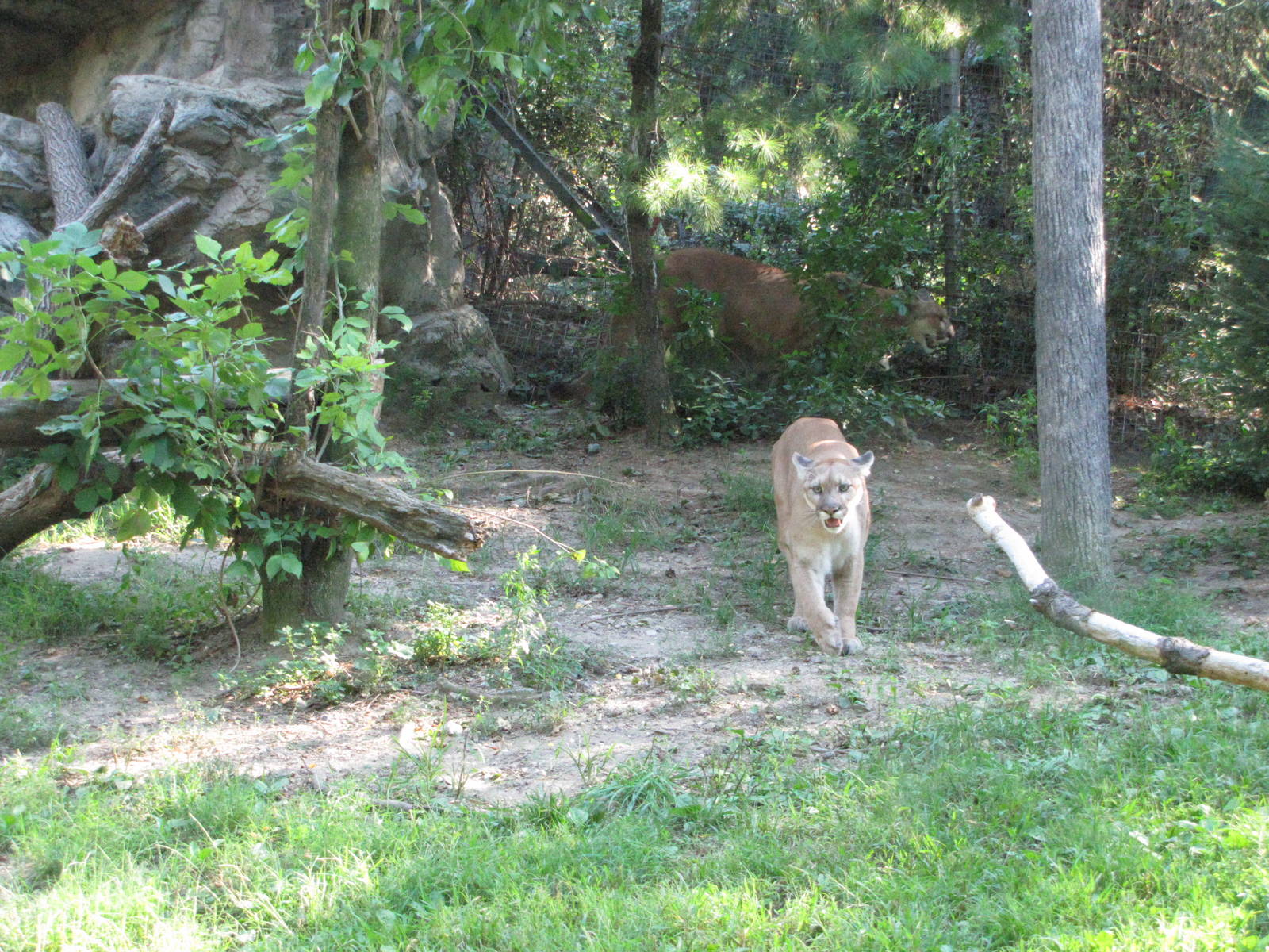 Queens Zoo 2010 - Cougar