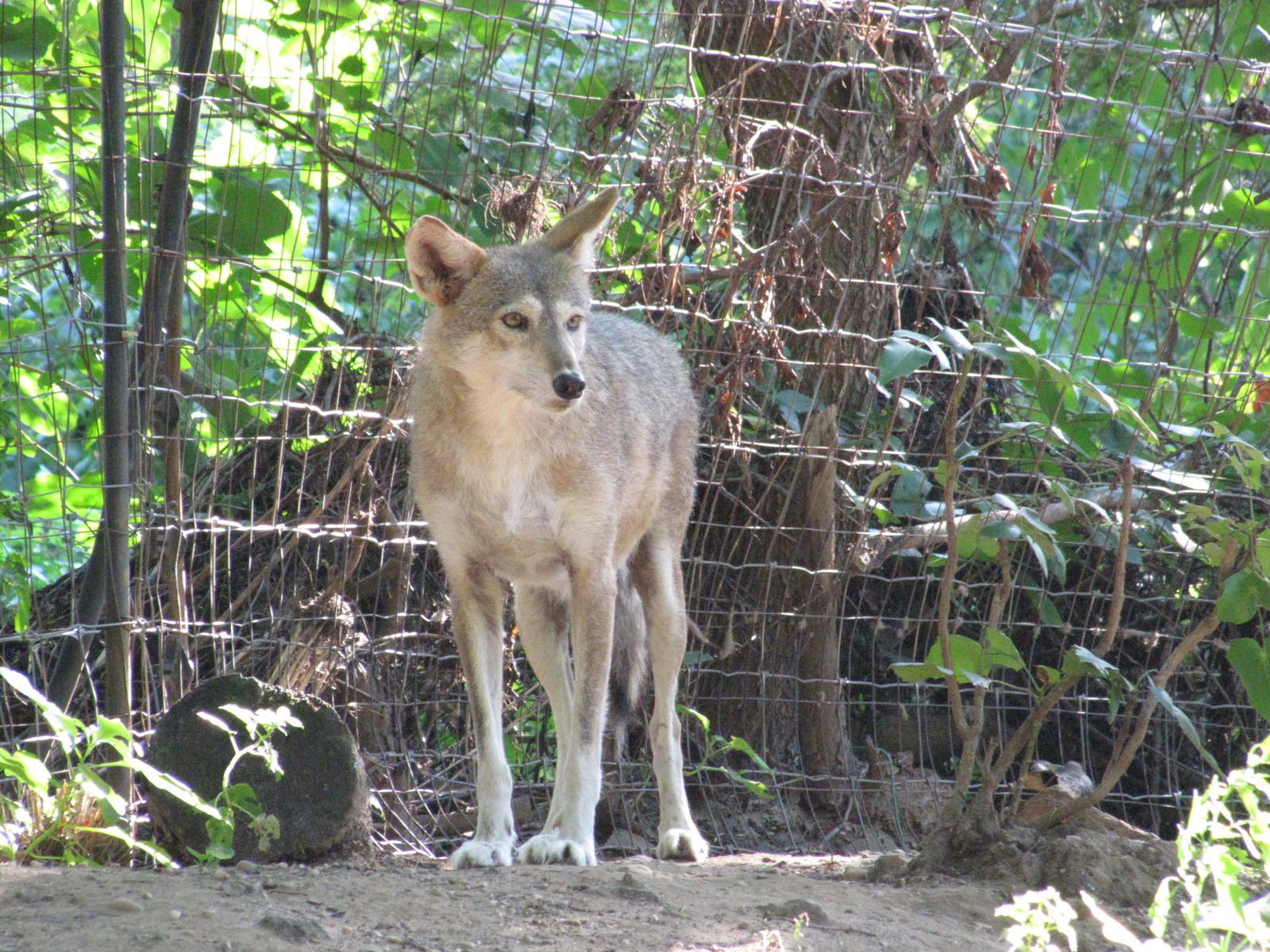 Queens Zoo 2010 - Coyote