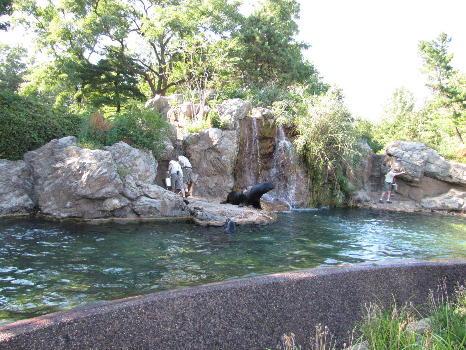 Queens Zoo 2010 - Front of Sea Lion Pool