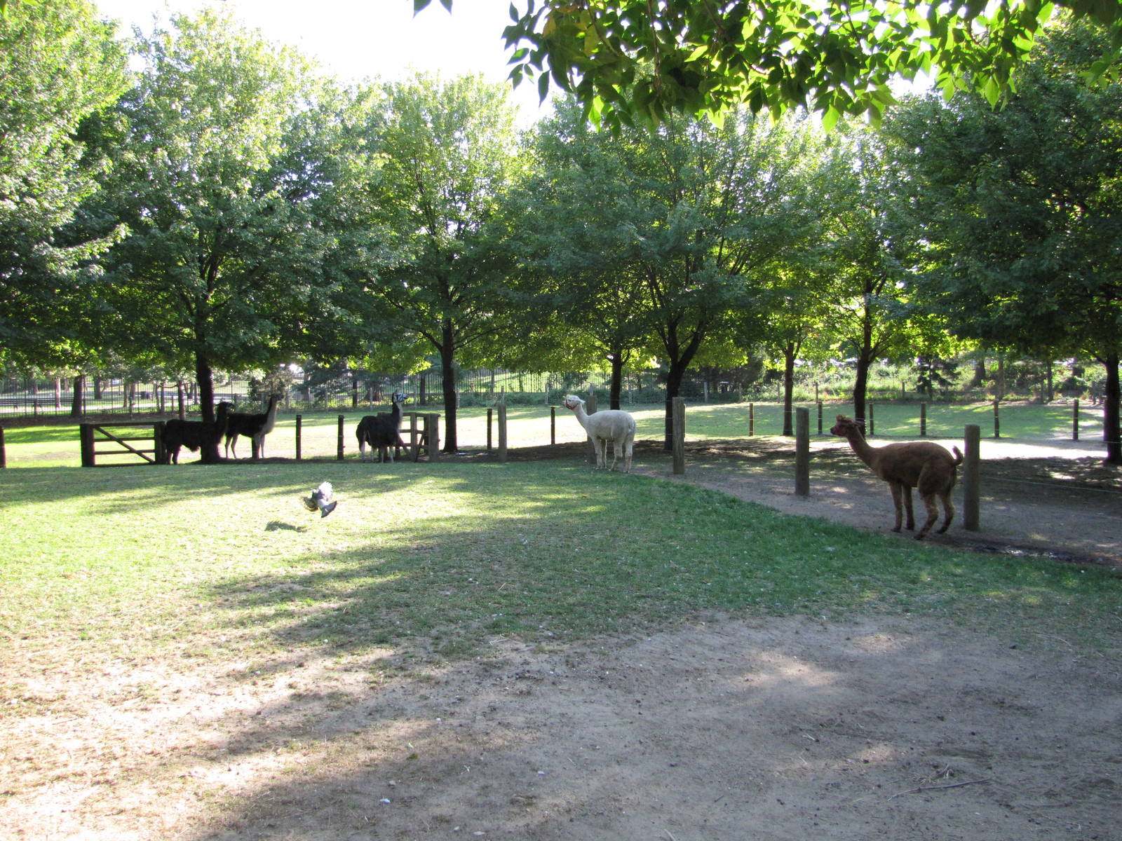 Queens Zoo 2010 - General view in Childrens Zoo