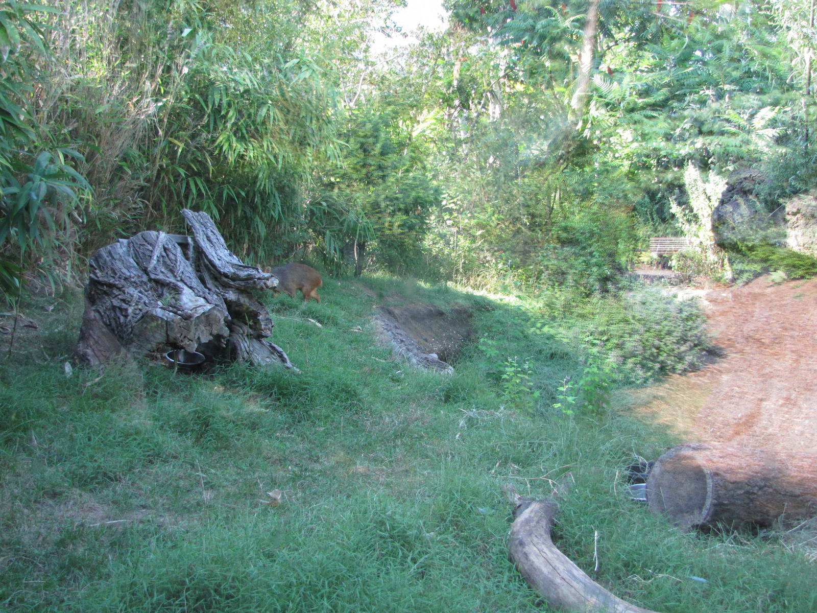 Queens Zoo 2010 - Inside Southern Pudu exhibit