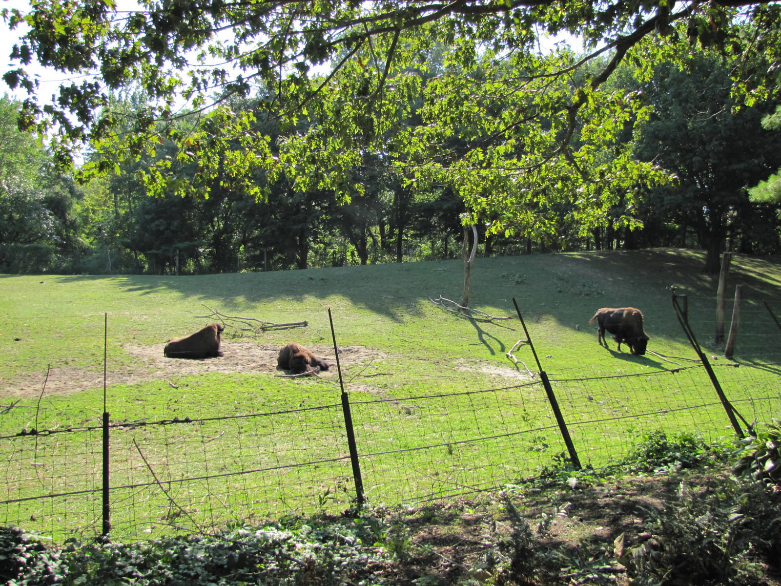 Queens Zoo 2010 - Part of enclosure for American Bison and Pronghorn