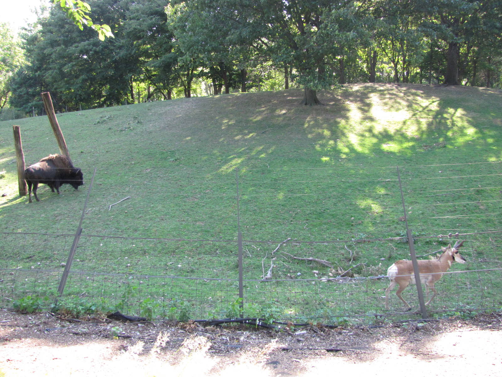 Queens Zoo 2010 - Part of enclosure for American Bison and Pronghorn