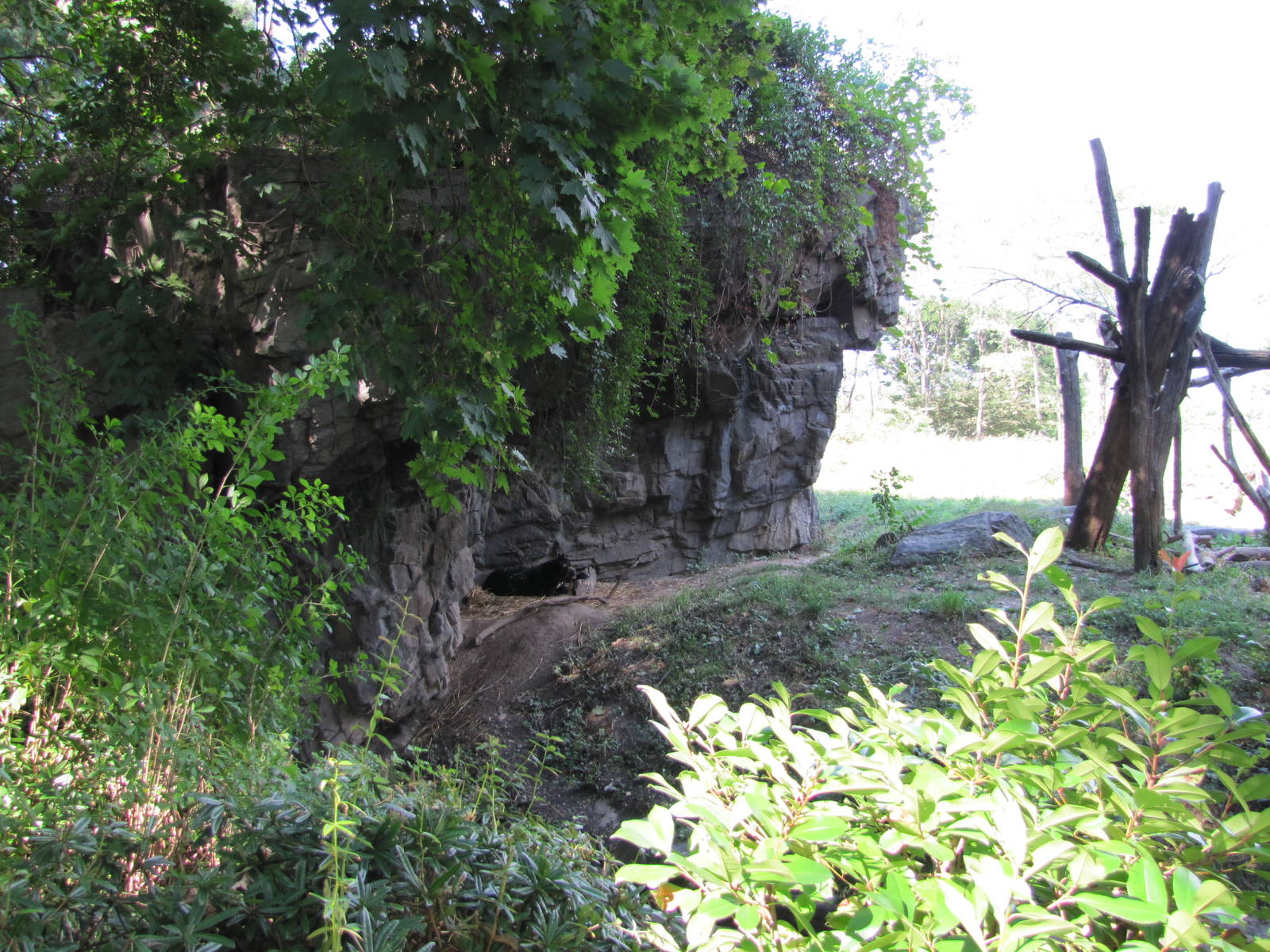 Queens Zoo 2010 - Part of very nice Spectacled Bear exhibit