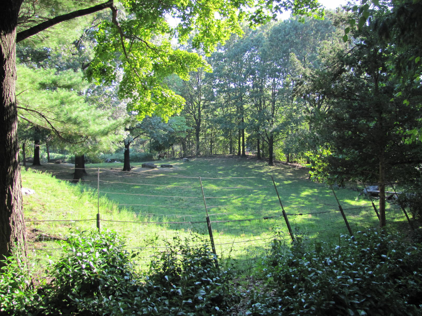 Queens Zoo 2010 - Part of Wapiti enclosure