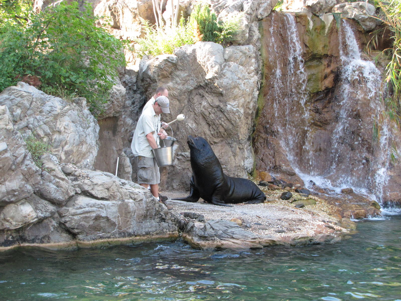 Queens Zoo 2010 - Sea Lion feeding