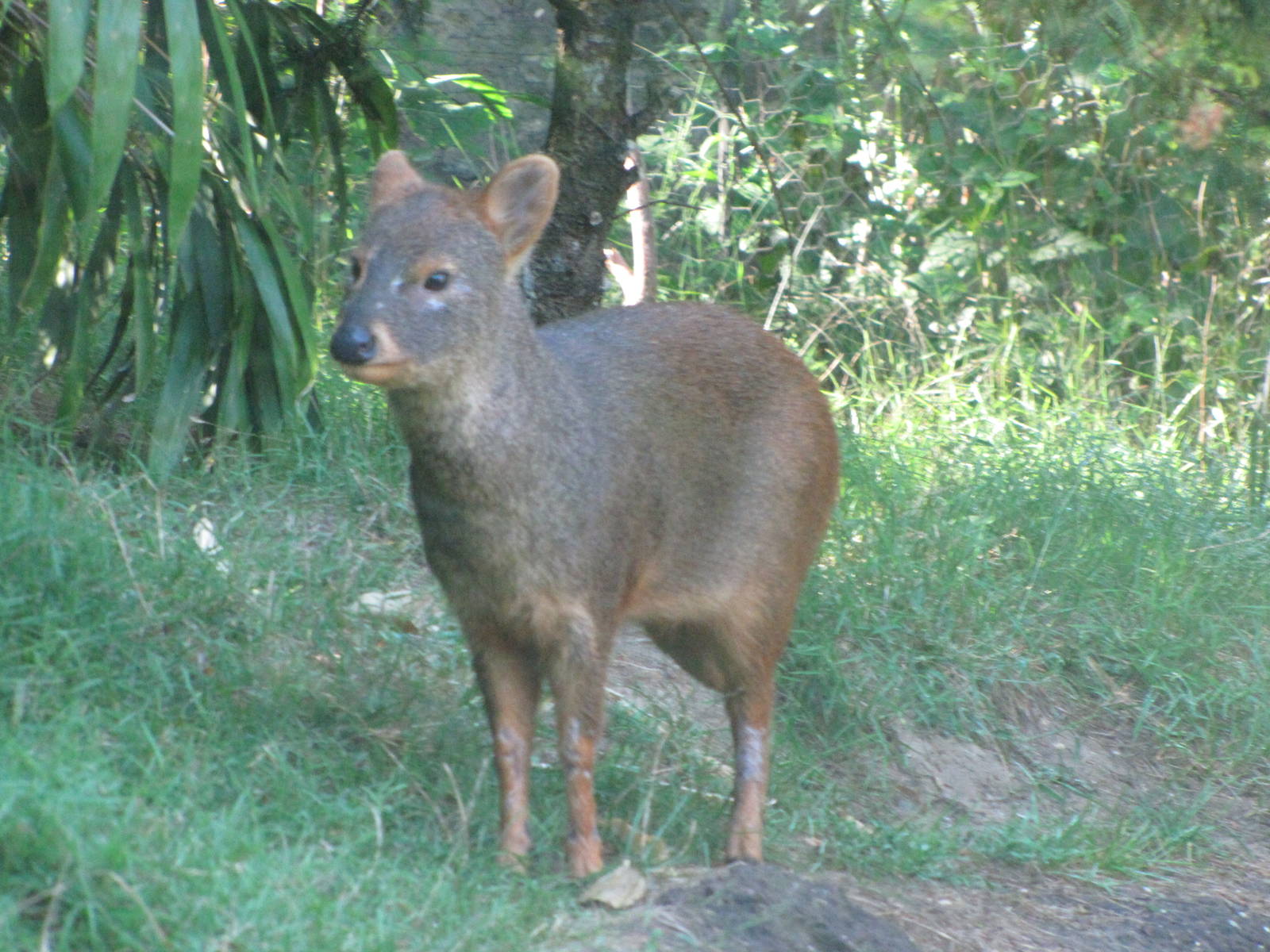 Queens Zoo 2010 - Southern Pudu