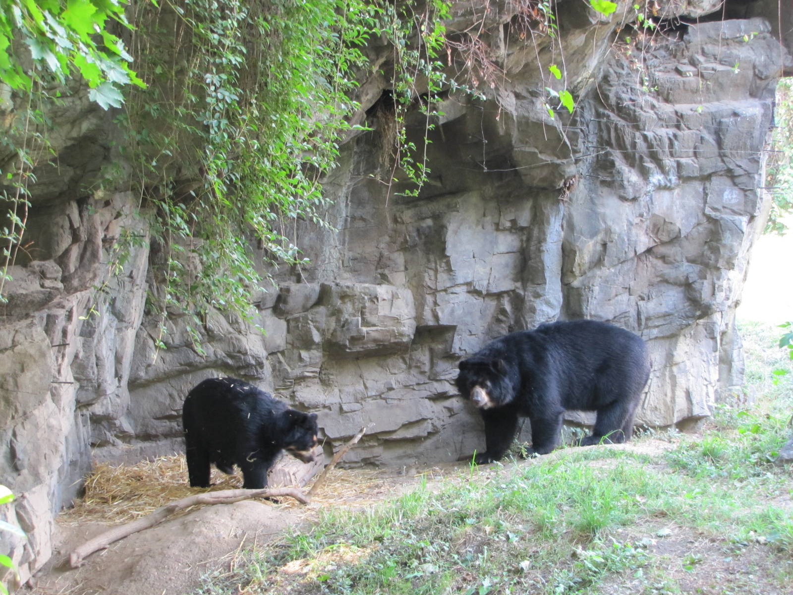 Queens Zoo 2010 - Spectacled Bear mating game