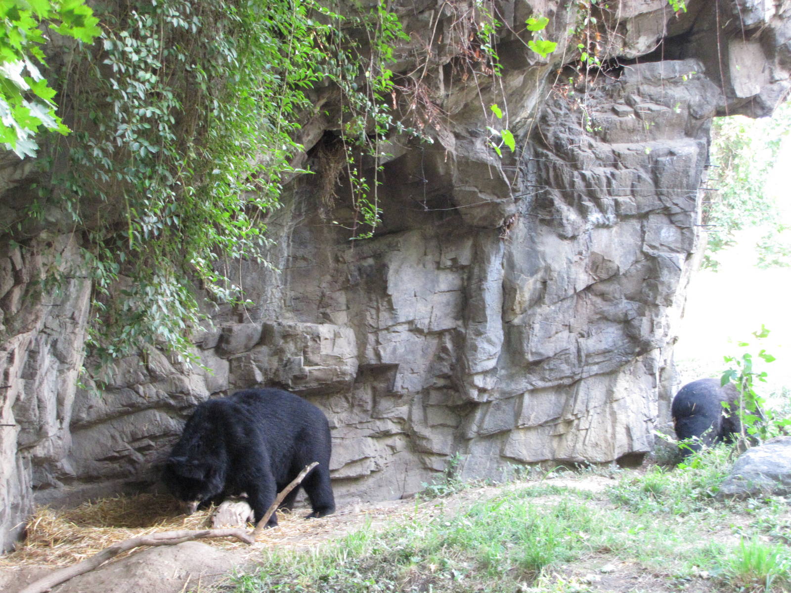 Queens Zoo 2010 - Spectacled Bear mating game