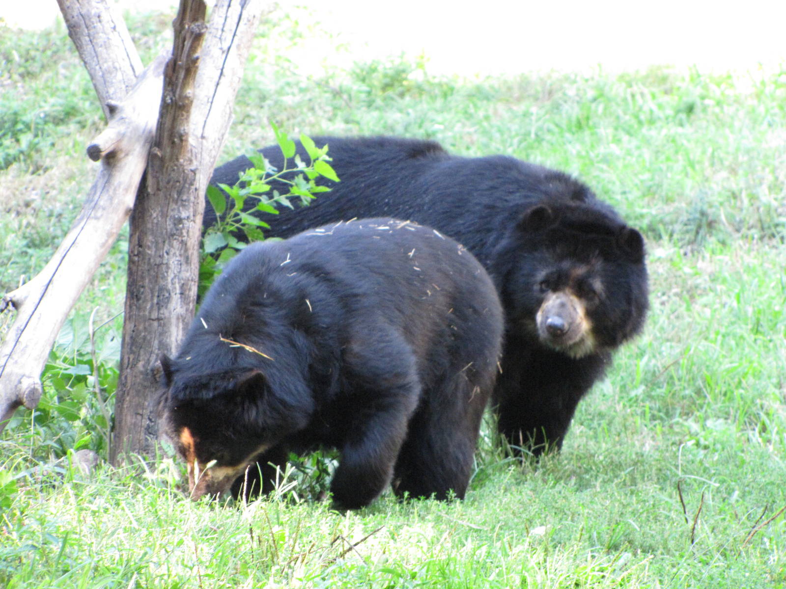 Queens Zoo 2010 - Spectacled Bear mating game