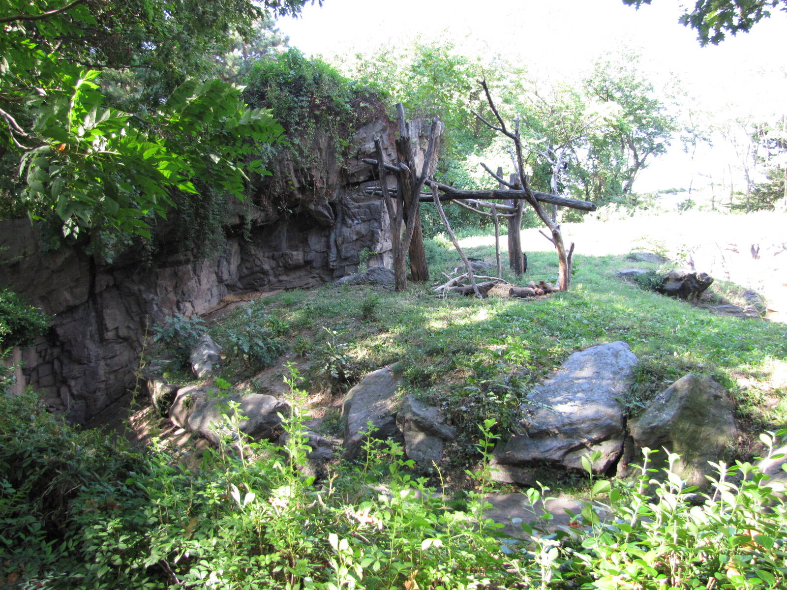 Queens Zoo 2010 - Very nice Spectacled Bear exhibit
