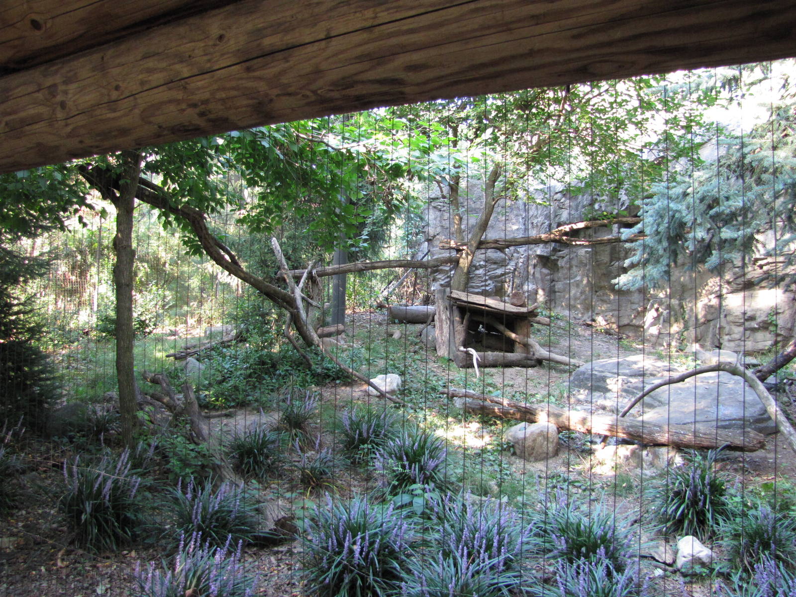Queens Zoo 2010 - View into Canadian Lynx exhibit