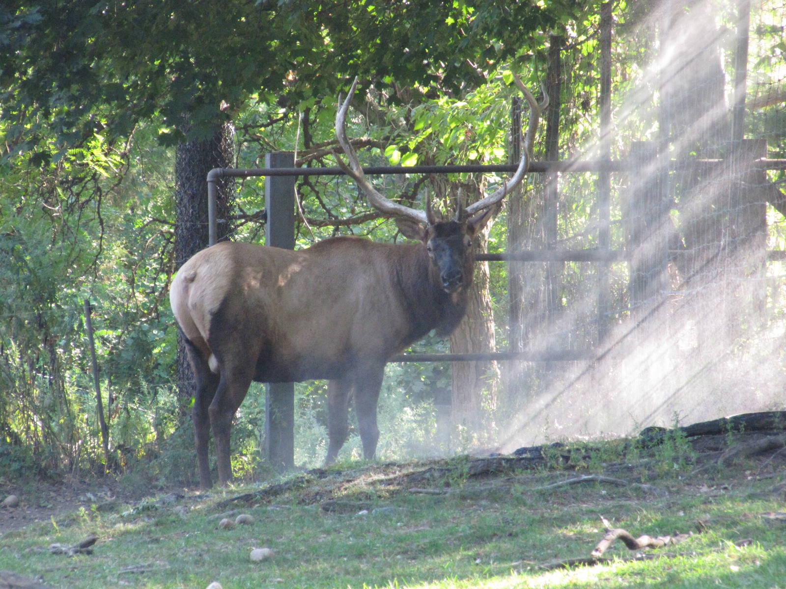Queens Zoo 2010 - Wapiti