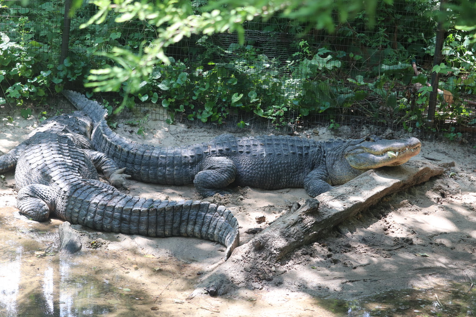 Queens Zoo - American Alligator