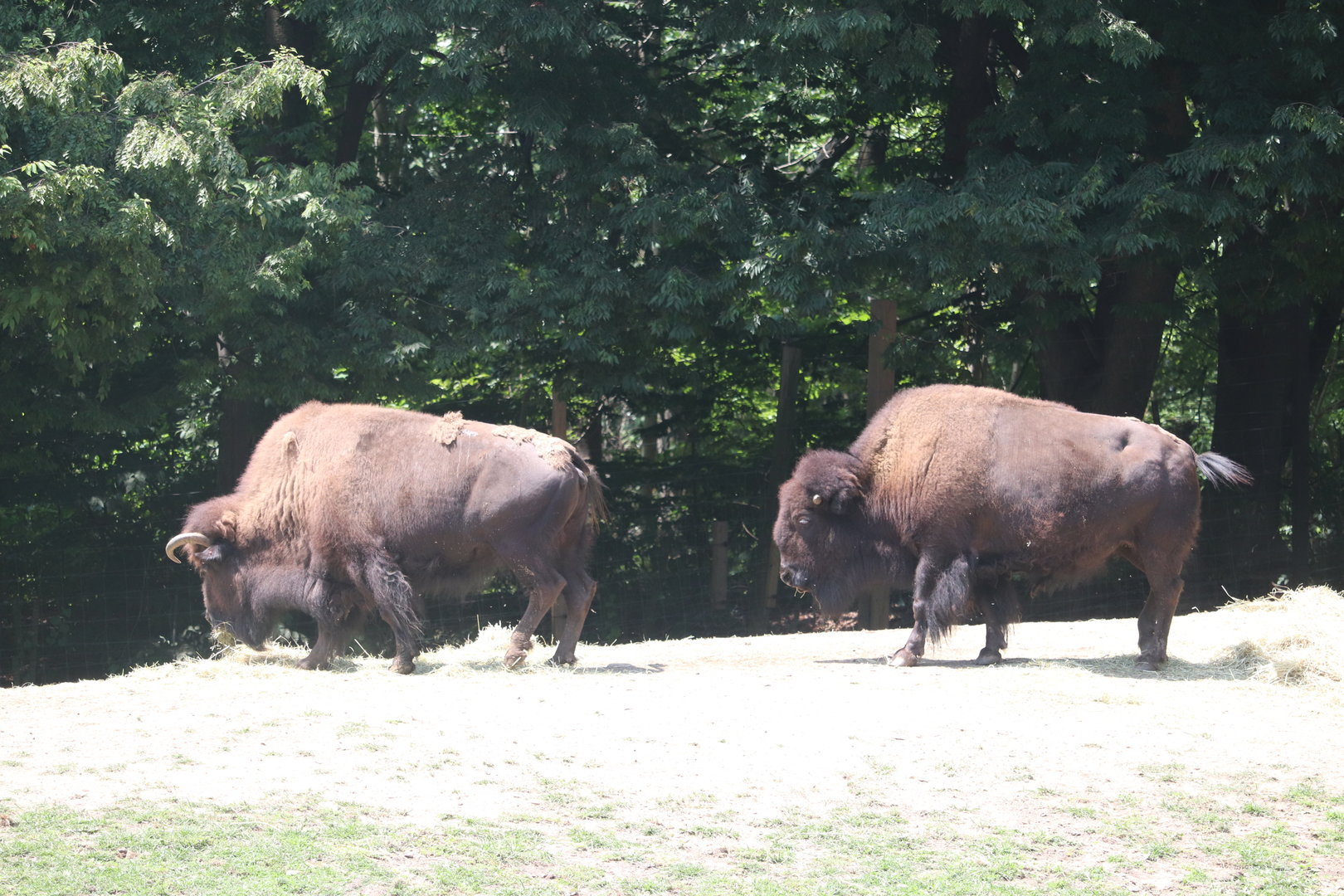 Queens Zoo - American Bison