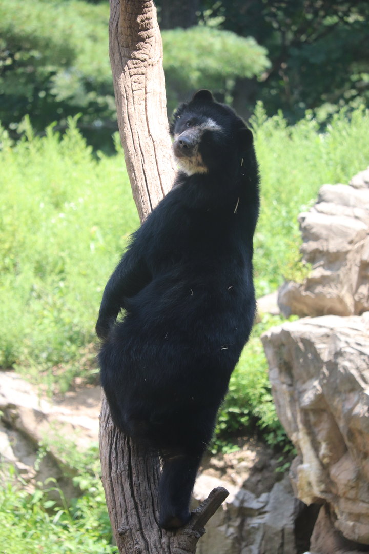 Queens Zoo - Andean Bear