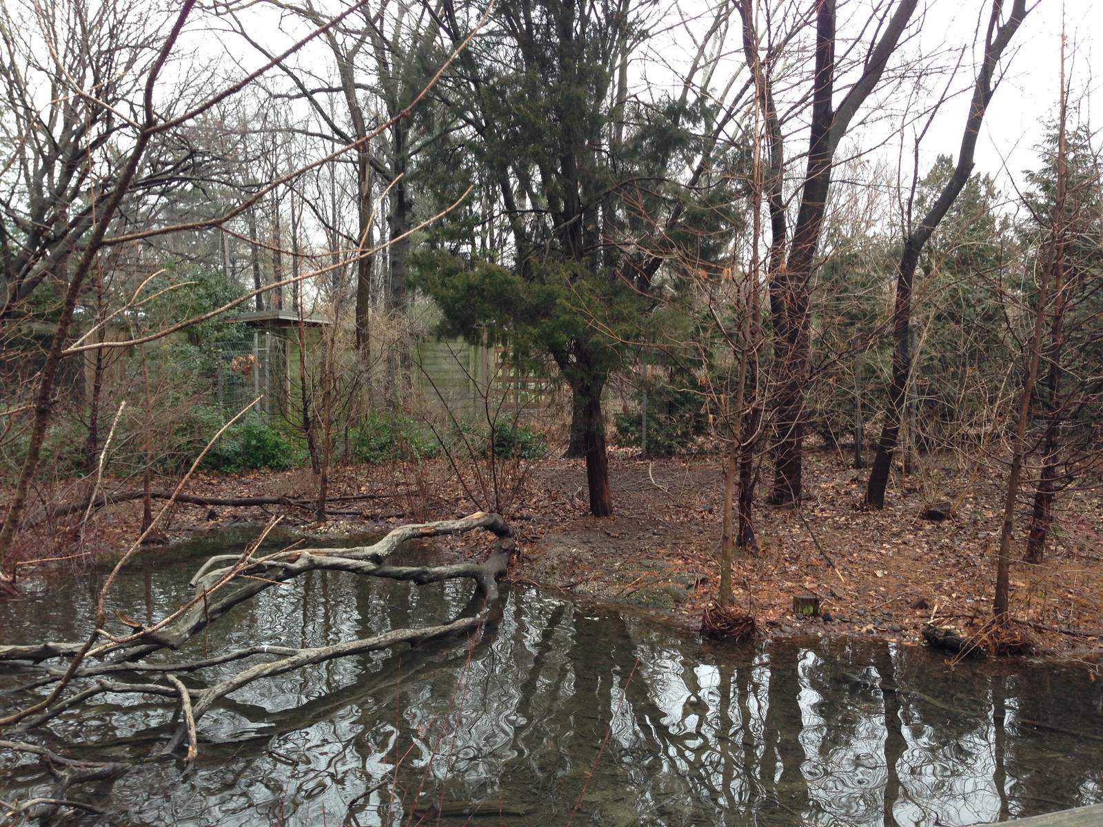 Queens Zoo- Bald Eagle