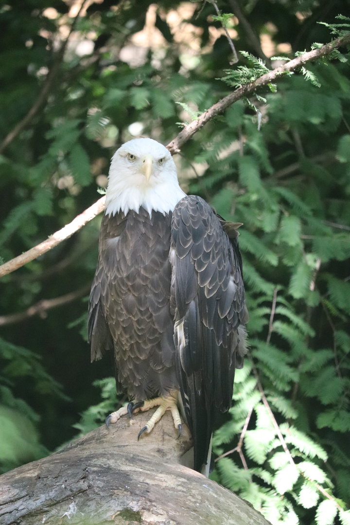 Queens Zoo - Bald Eagle