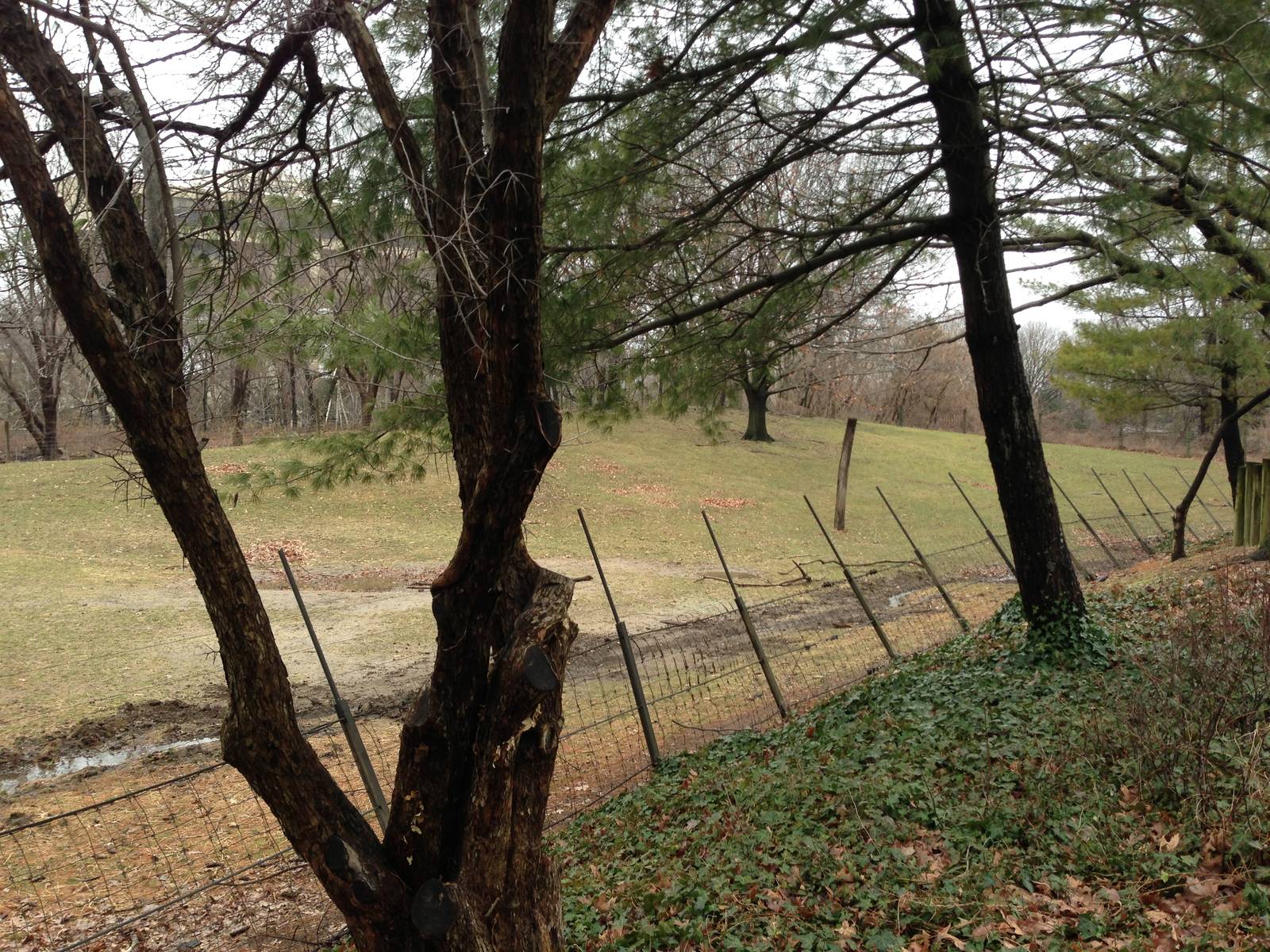 Queens Zoo- Buffalo/ Pronghorn Exhibit