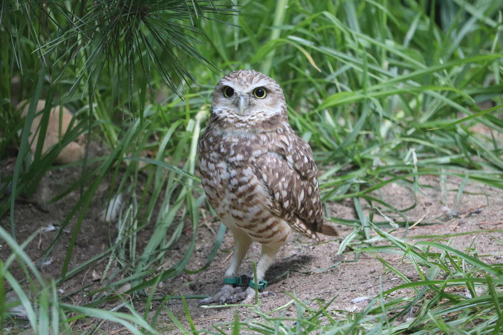 Queens Zoo - Burrowing Owl