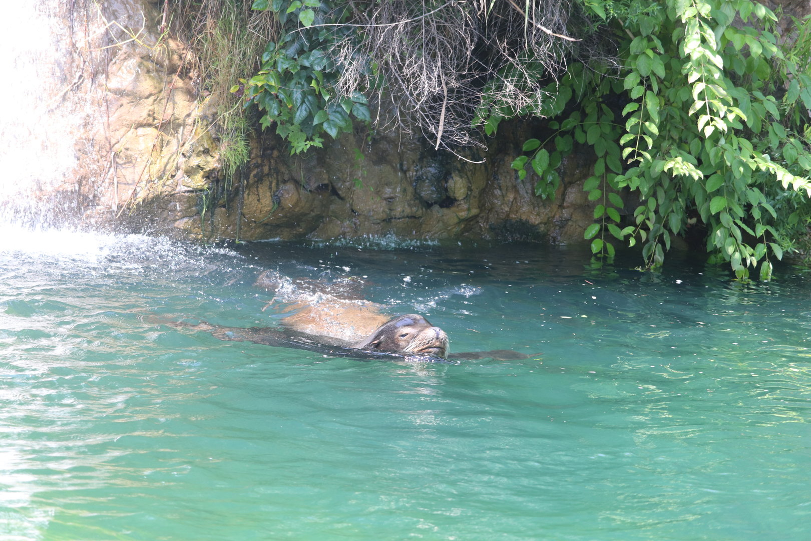 Queens Zoo - California Sea Lion
