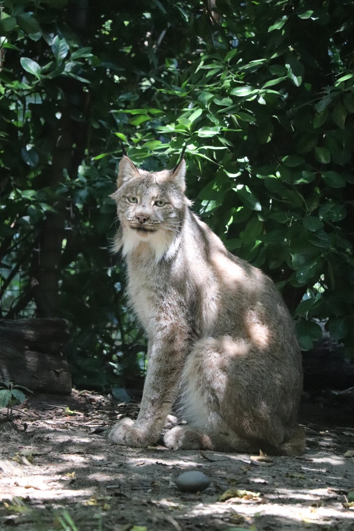 Queens Zoo - Canada Lynx
