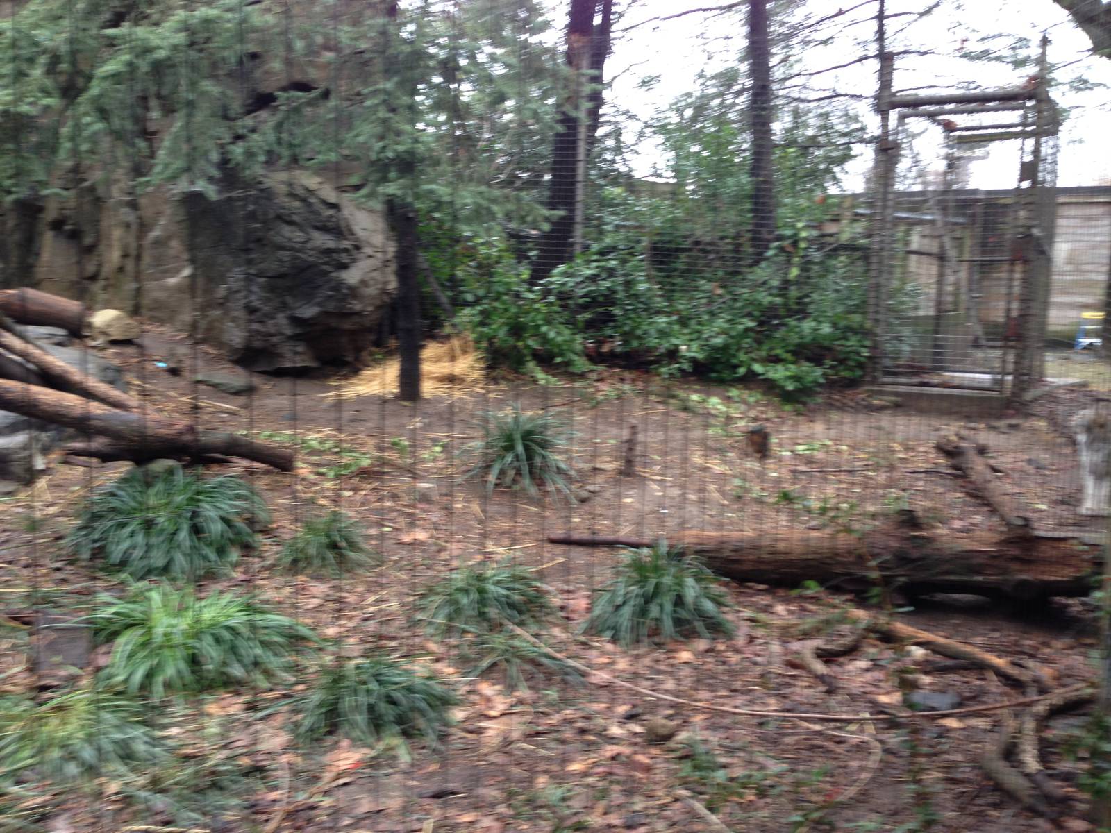 Queens Zoo- Canadian Lynx