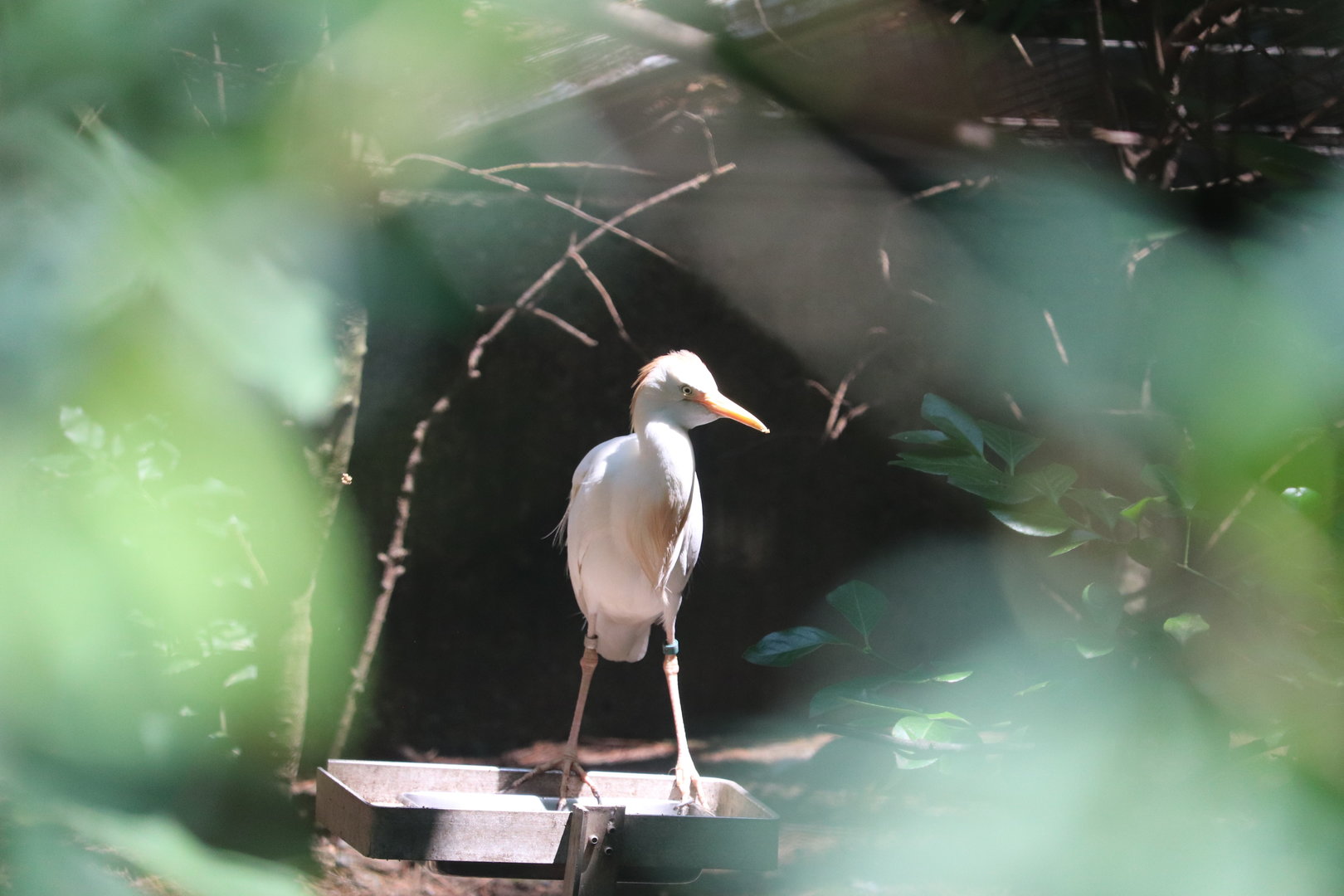Queens Zoo - Cattle Egret