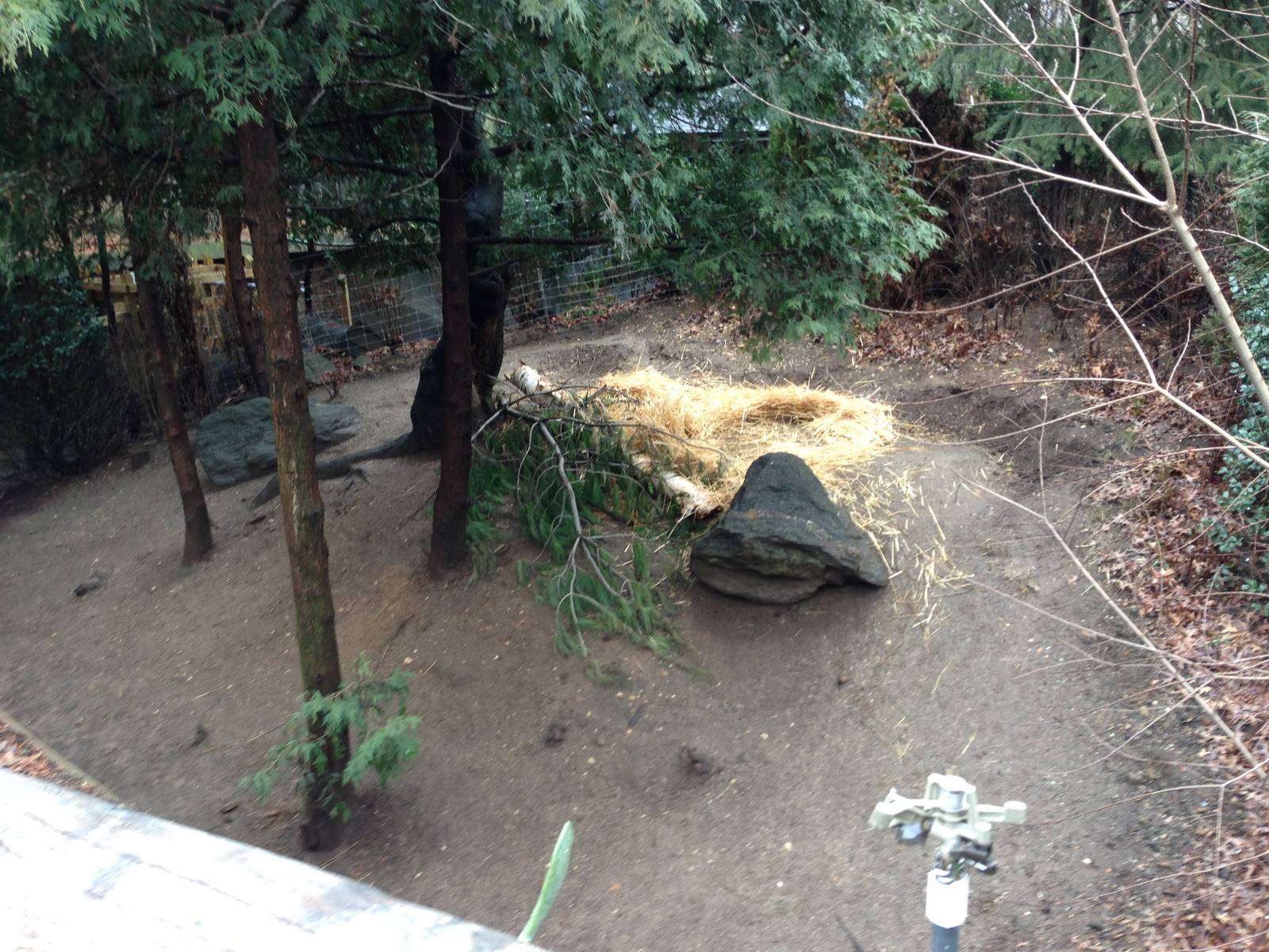 Queens Zoo- Chacoan Peccary
