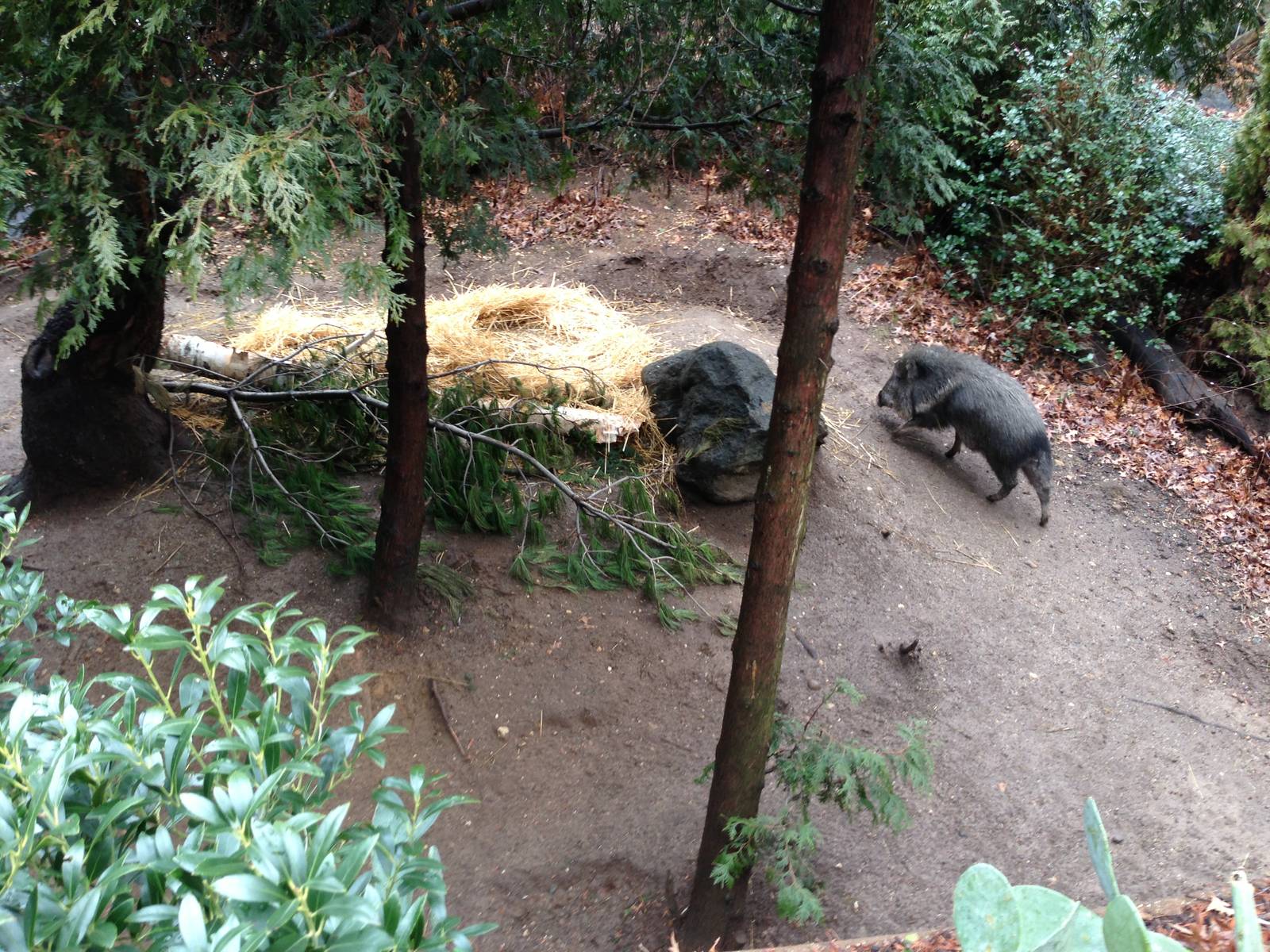 Queens Zoo- Chacoan Peccary