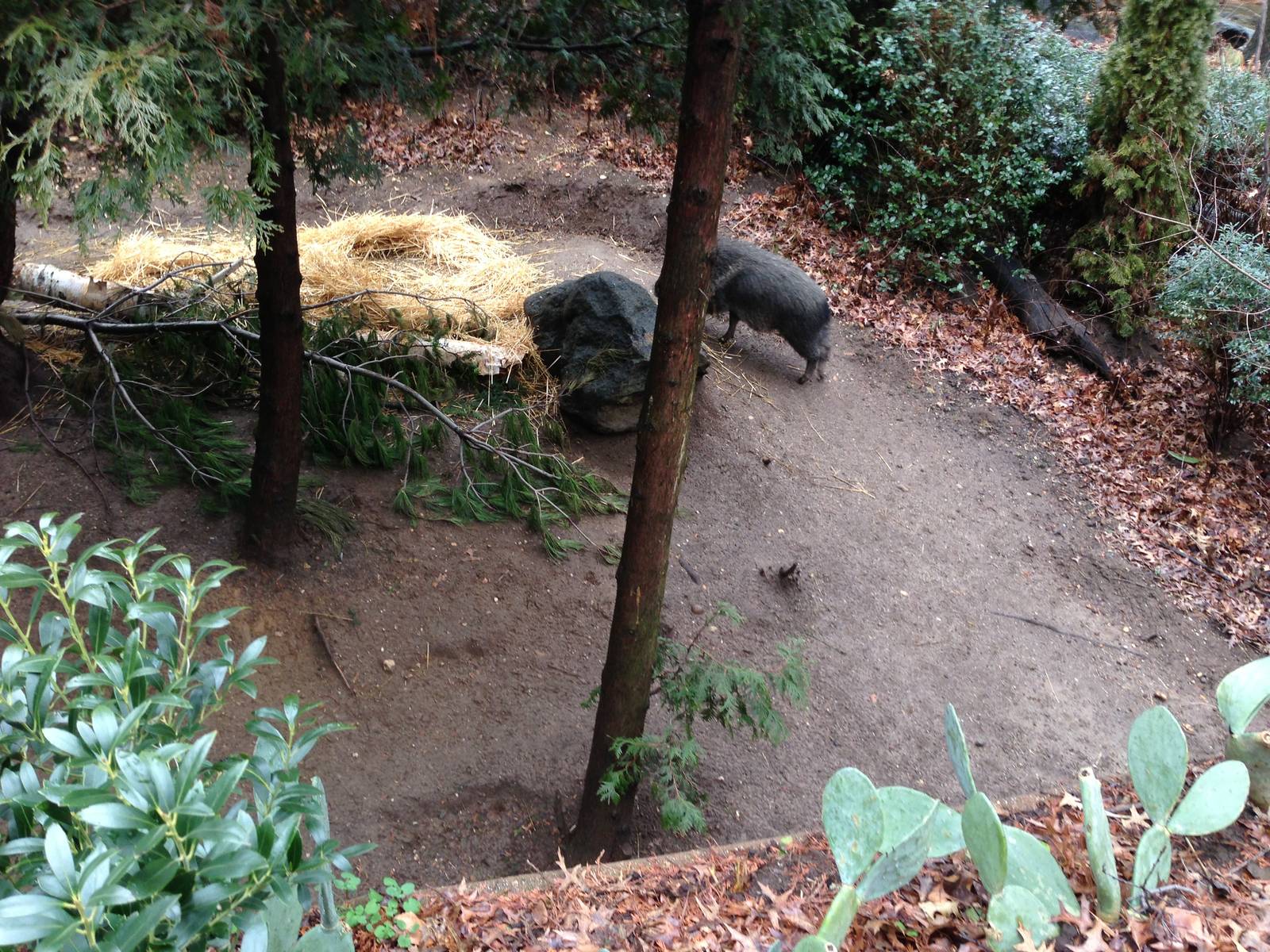 Queens Zoo- Chacoan Peccary