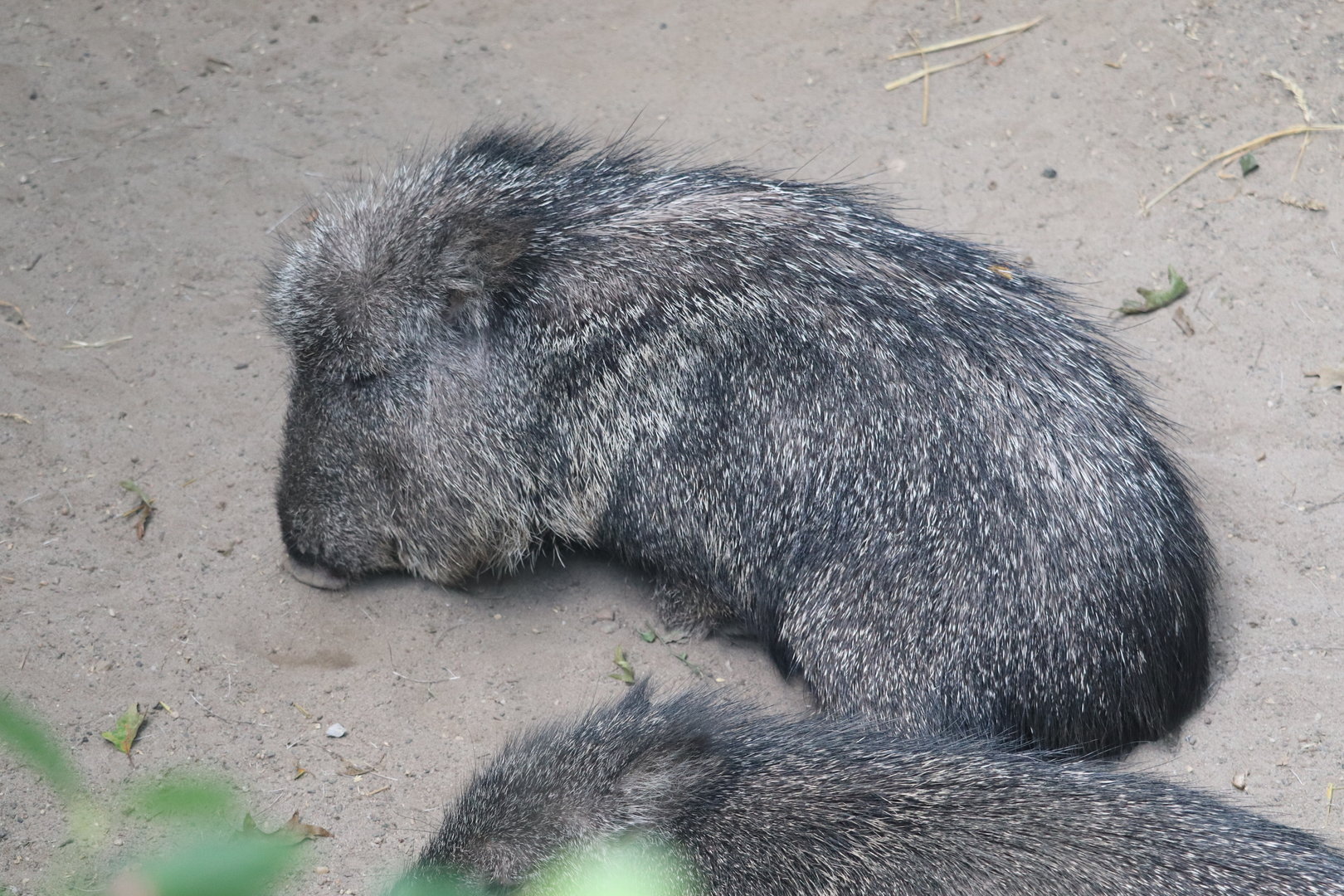 Queens Zoo - Chacoan Peccary