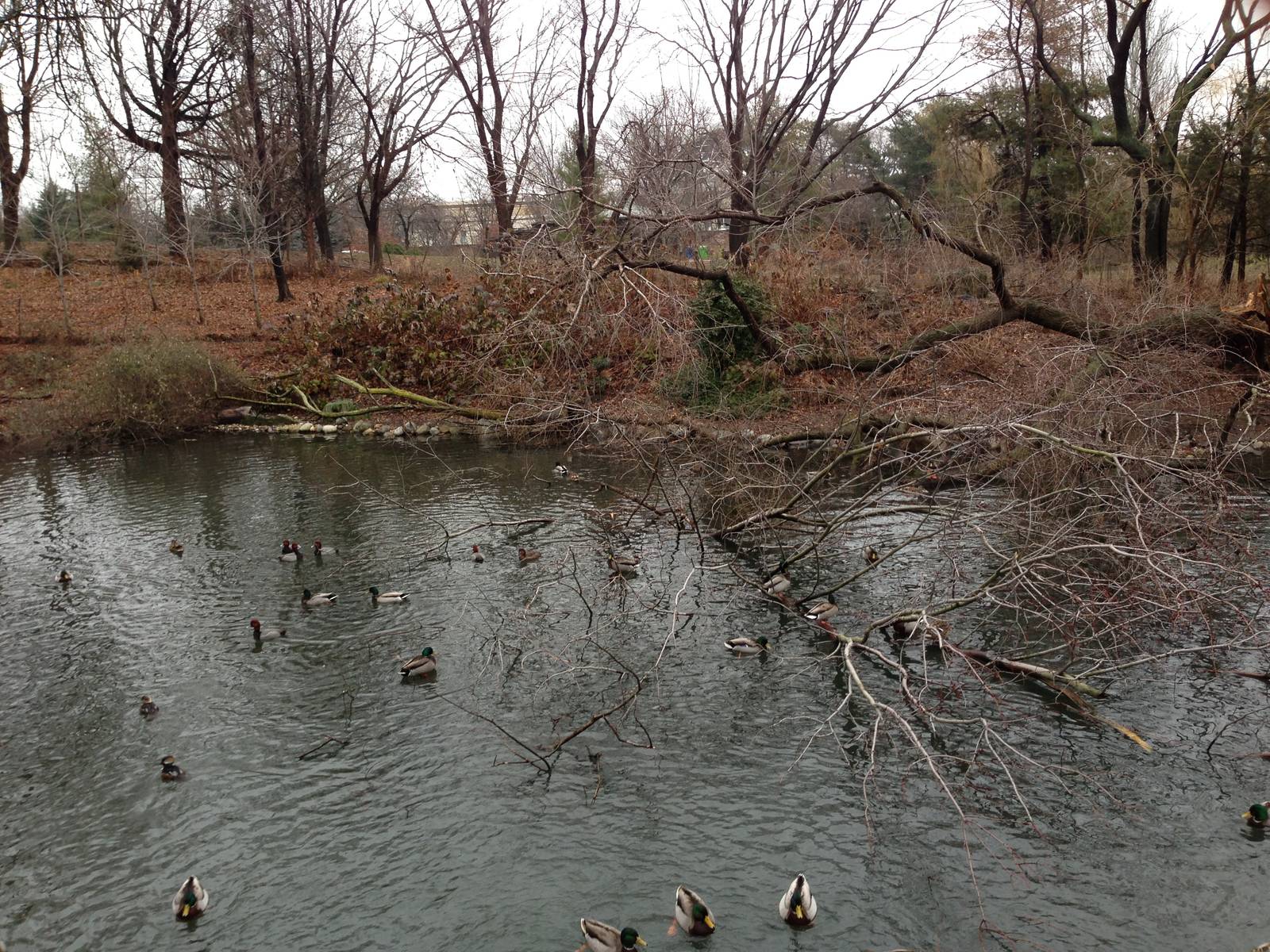Queens Zoo- Duck Pond