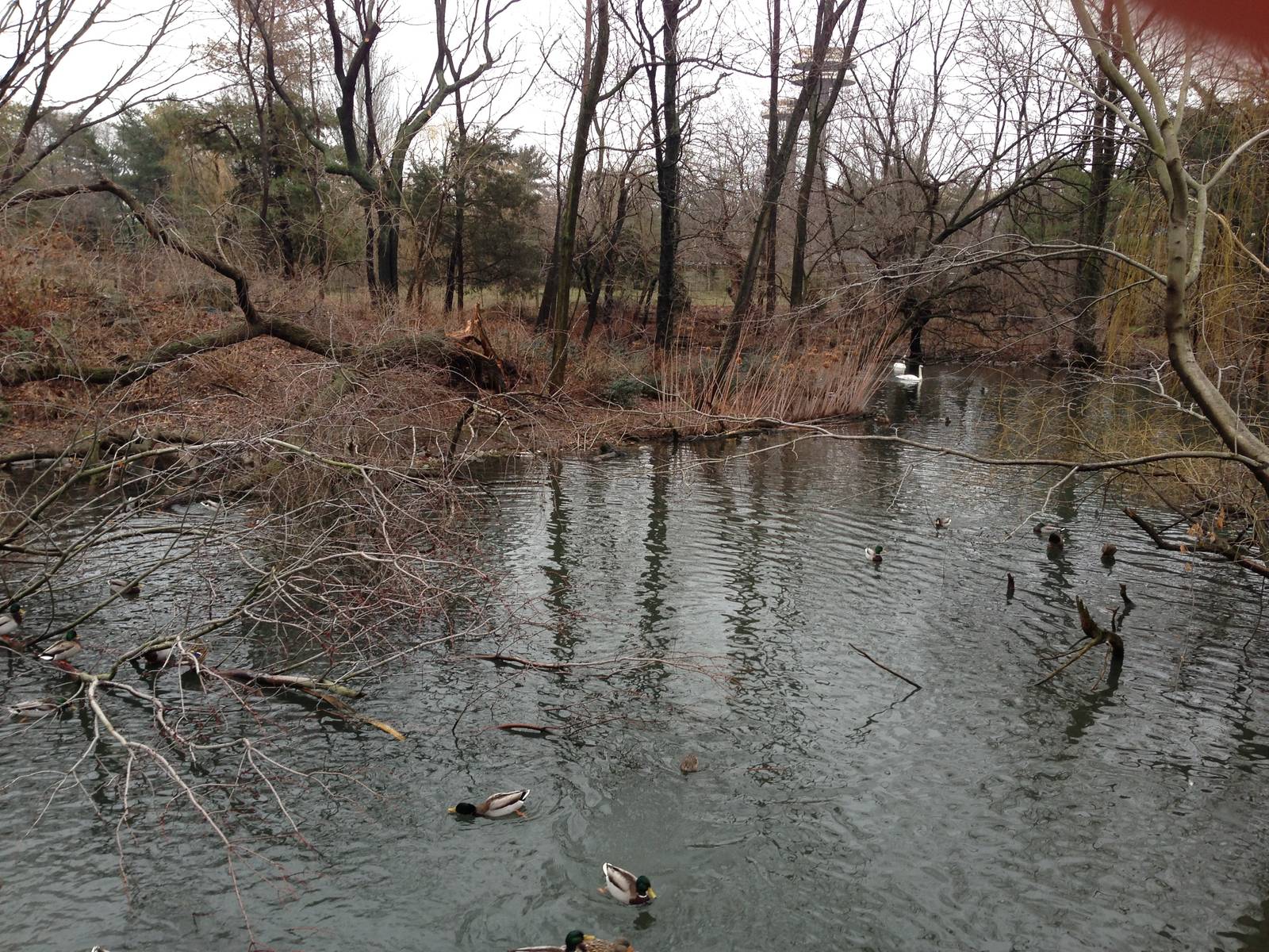 Queens Zoo- Duck Pond