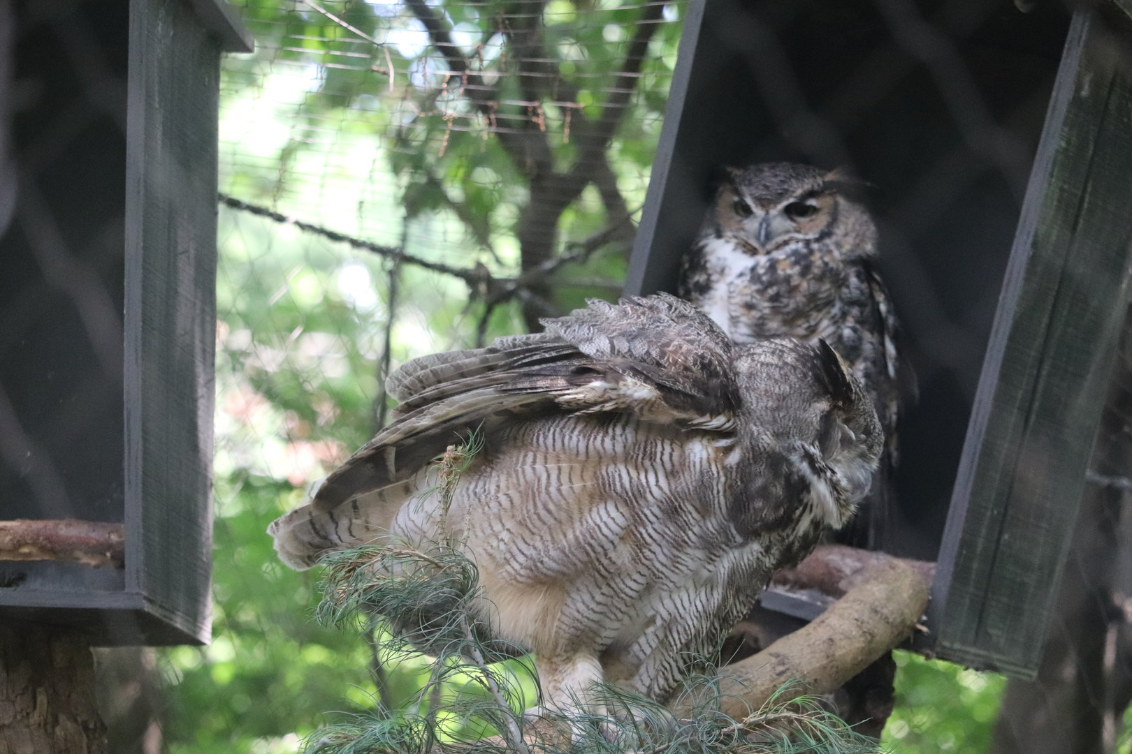Queens Zoo - Great Horned Owl