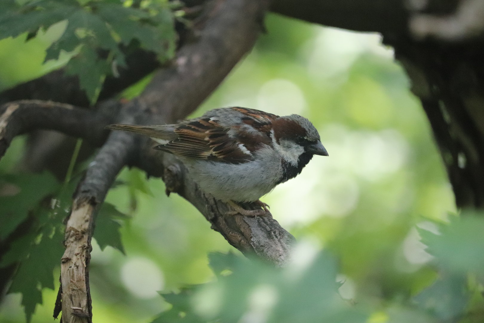 Queens Zoo - House Sparrow