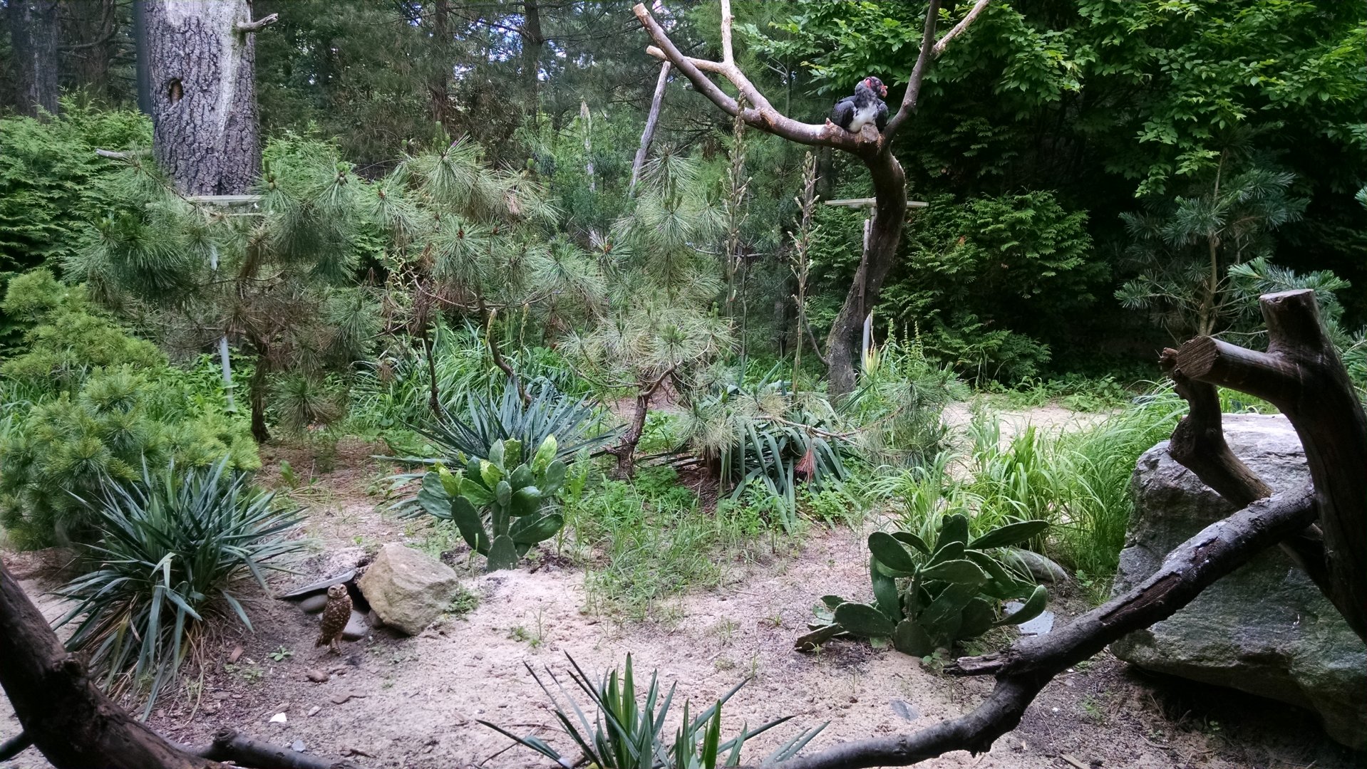 Queens Zoo king vulture and burrowing owl