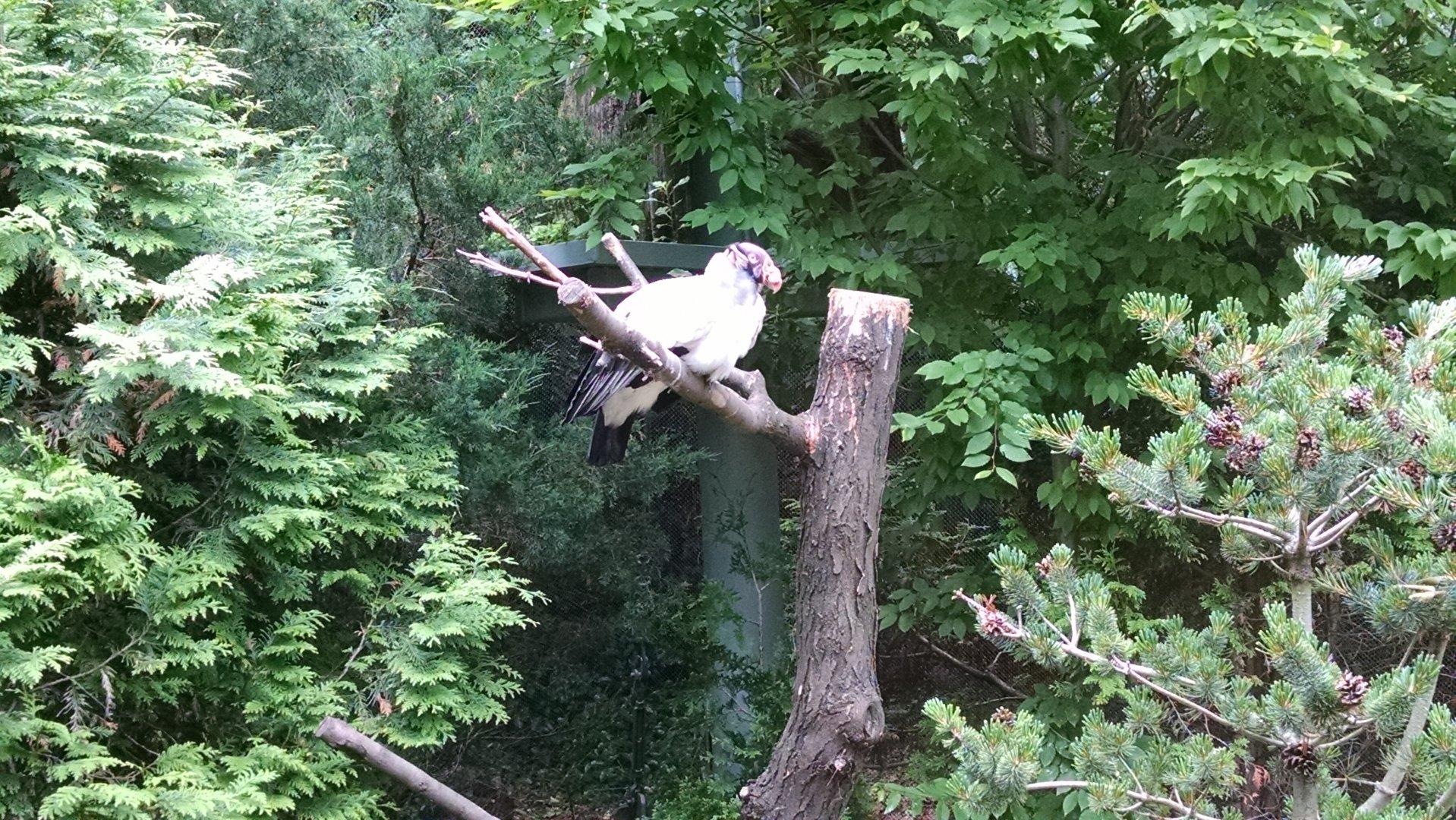 Queens Zoo king vulture