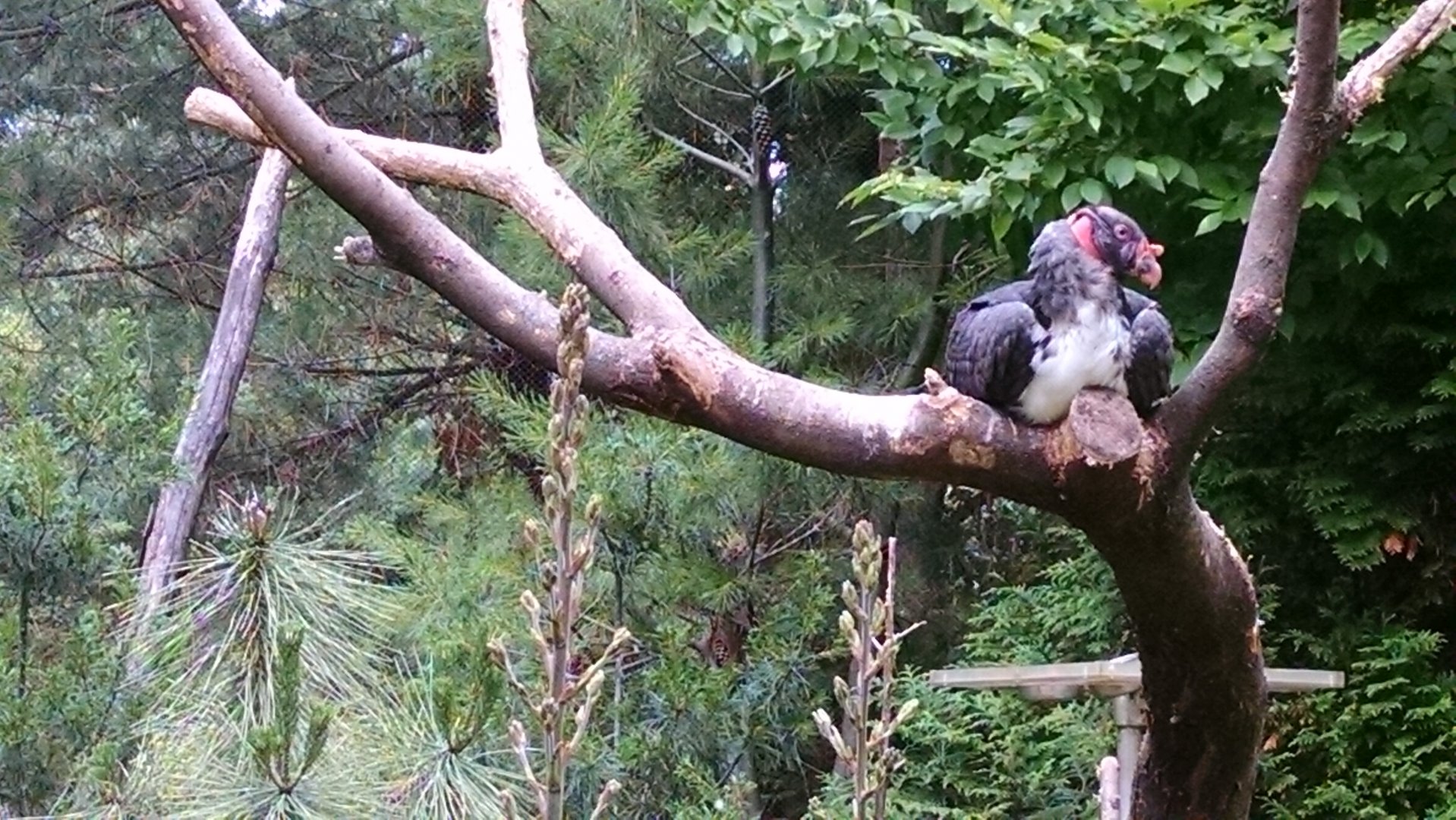 Queens Zoo king vulture