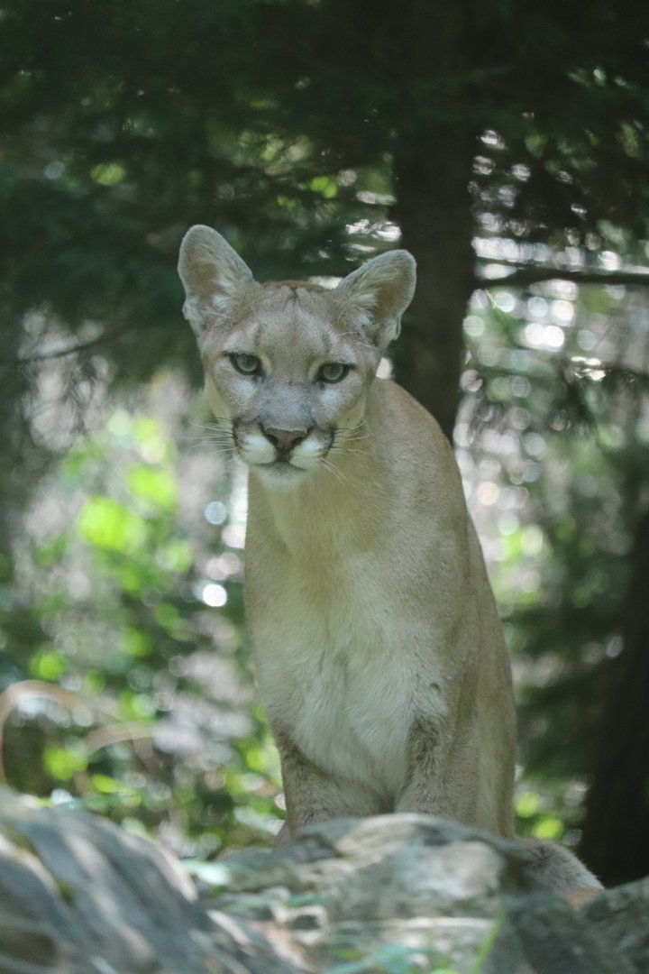 Queens Zoo - Mountain Lion