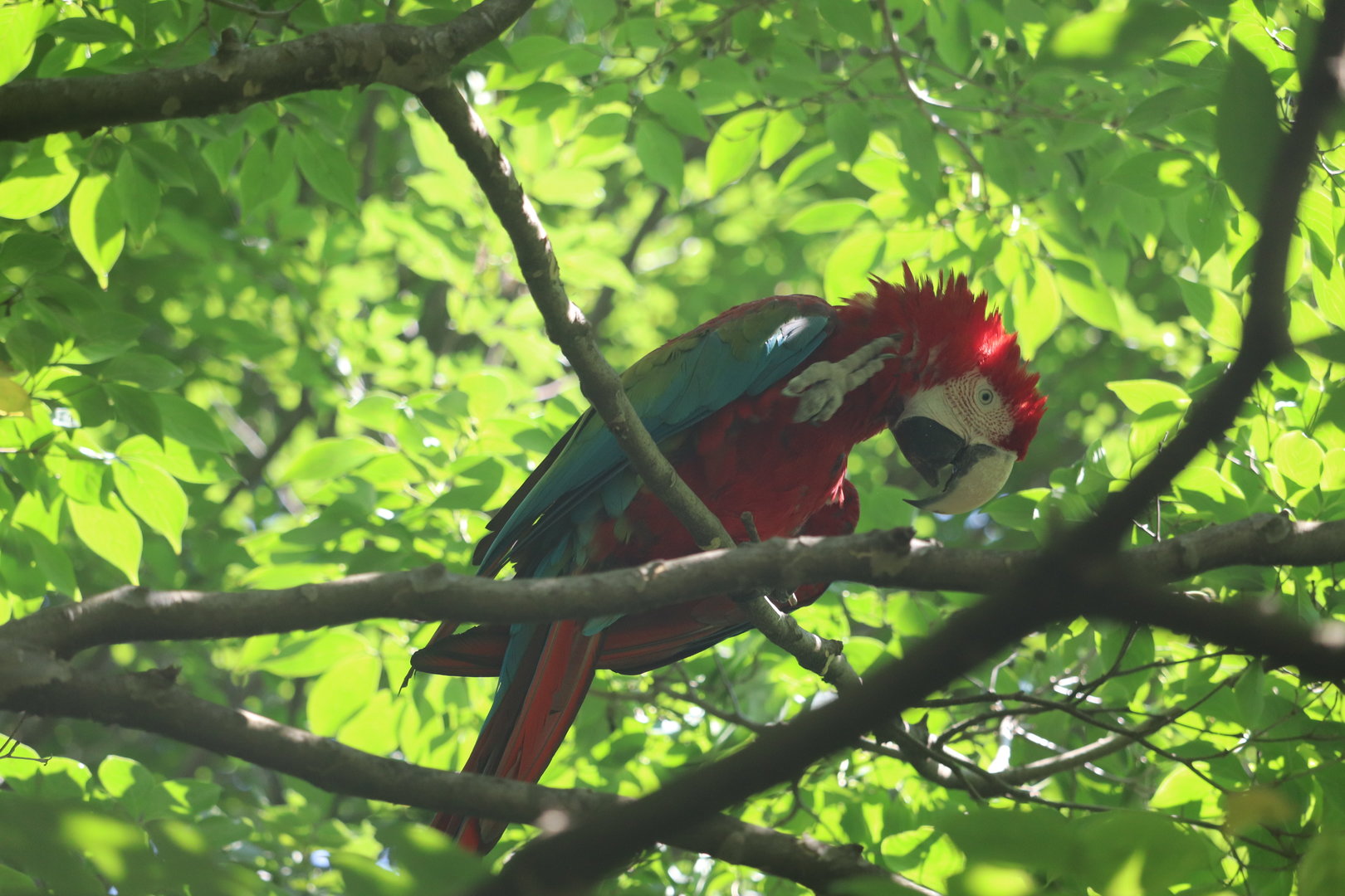 Queens Zoo - Red-and-Green Macaw
