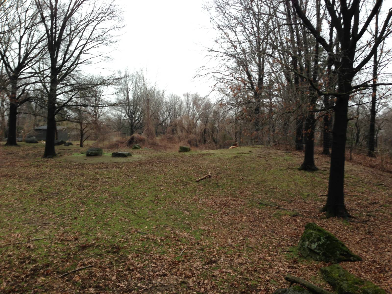Queens Zoo- Roosevelt Elk