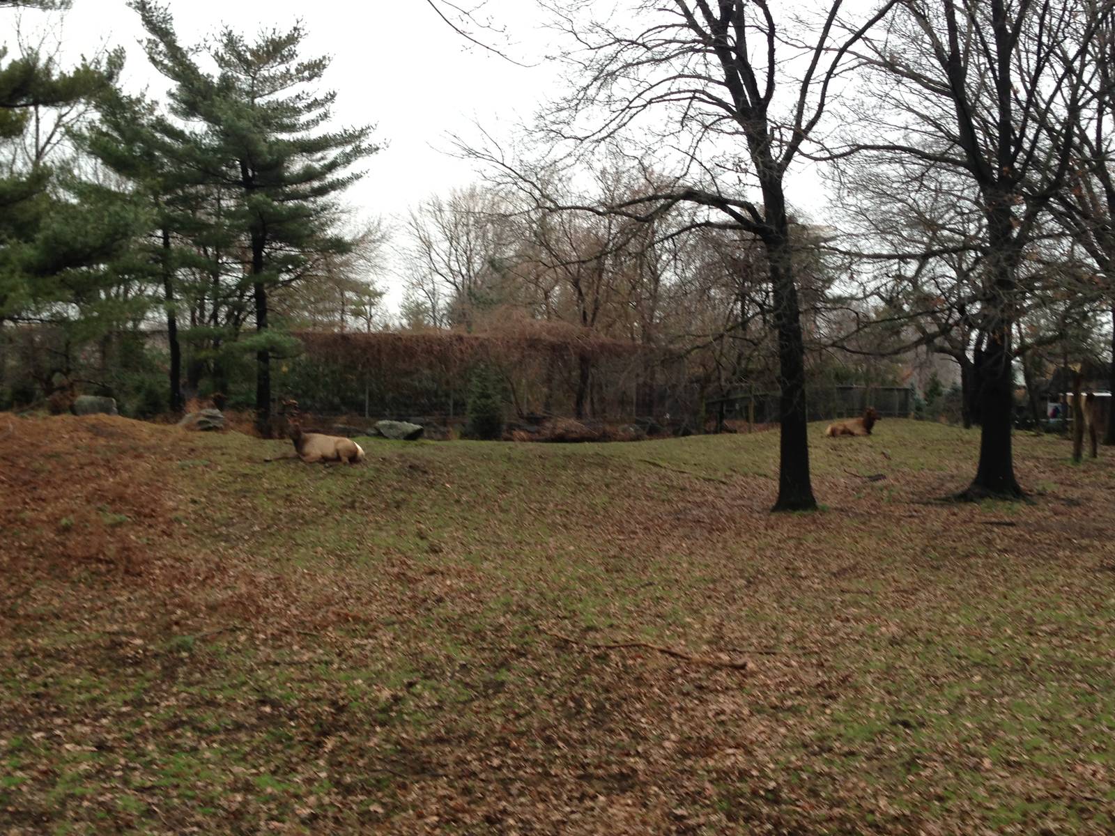 Queens Zoo- Roosevelt Elk