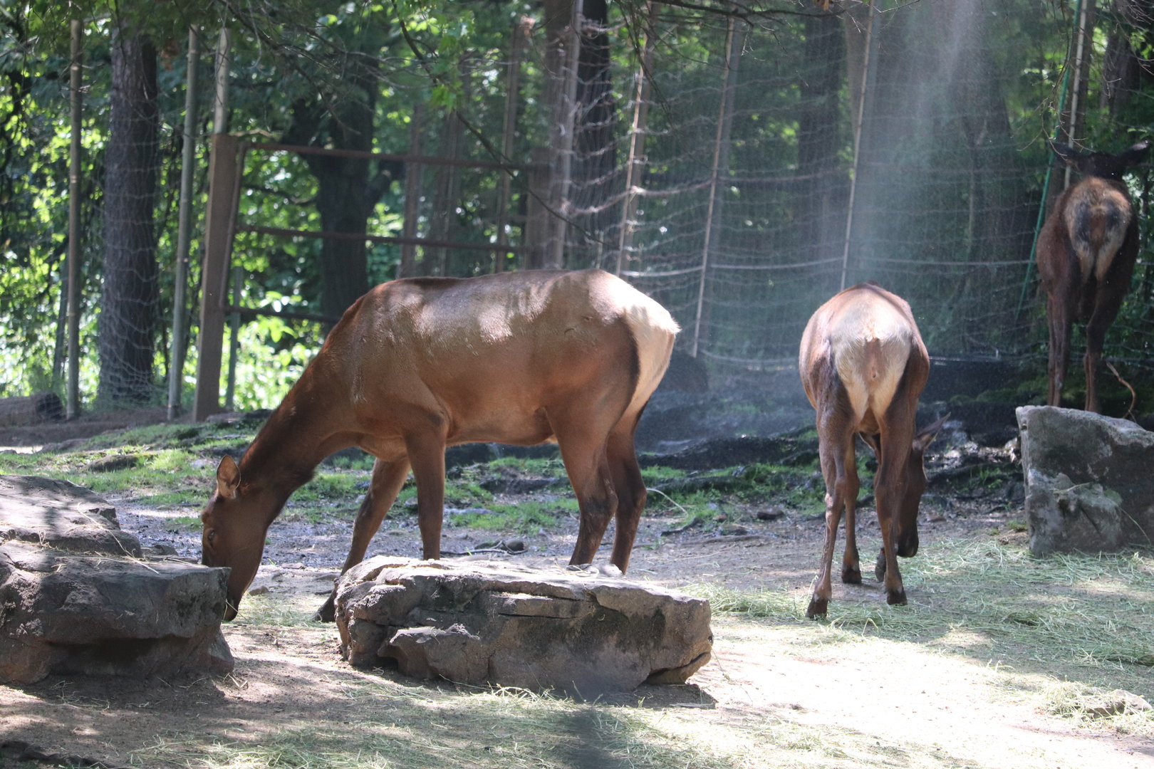 Queens Zoo - Roosevelt Elk