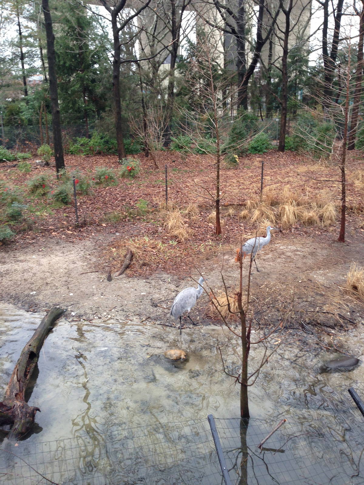 Queens Zoo- Sandhill Crane